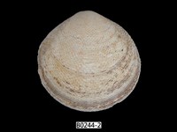 藏品(銼紋櫻蛤)的圖片